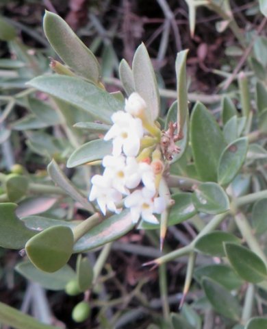 Carissa bispinosa flower cluster